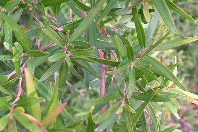 ハーブウォーター ティートゥリー・レモン ウォーター