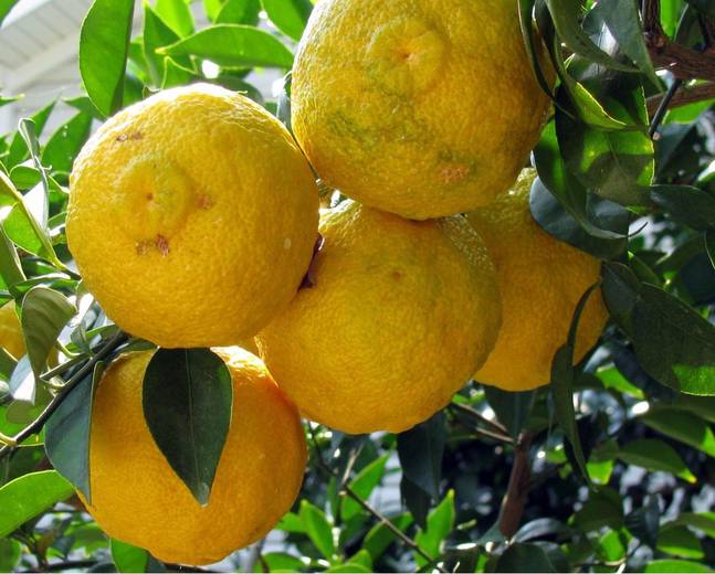 ハーブウォーター ゆずウォーター