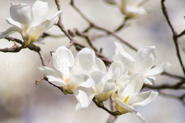 アロマ精油リスト マグノリア　ホワイトチャンパーカ