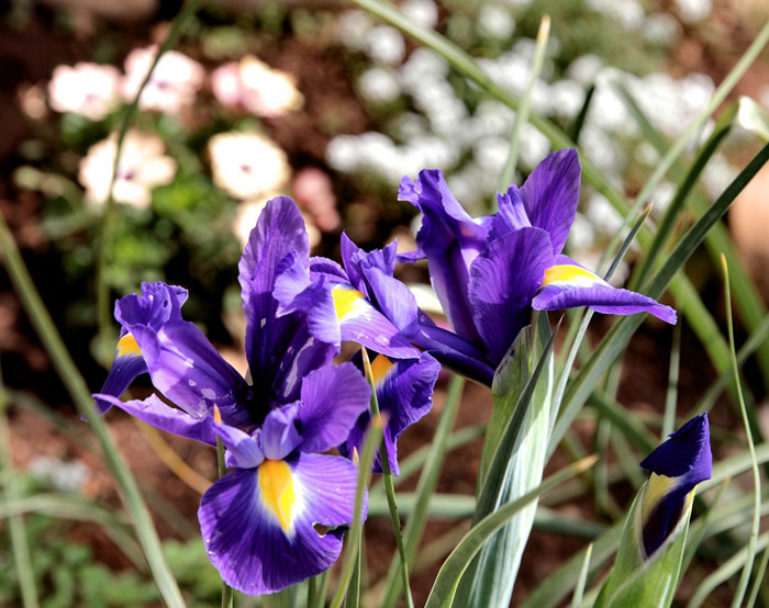 アロマ精油リスト オリス　イリス