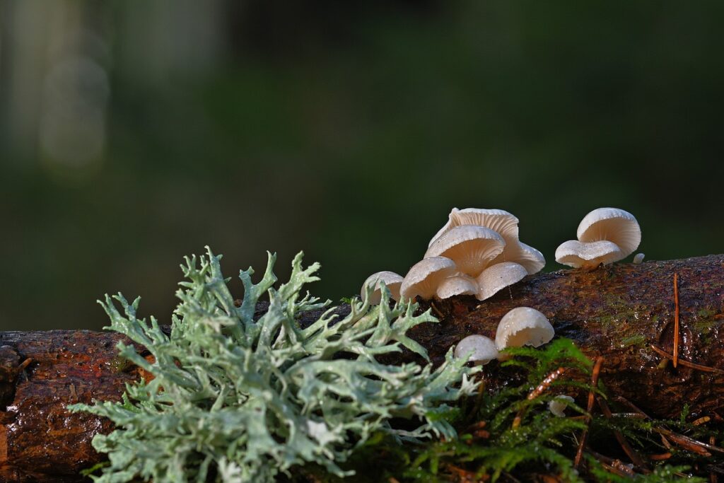 アロマ精油リスト オークモス