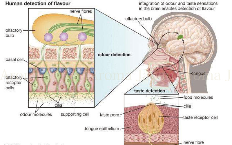 プルースト効果とは何か アロマの香り