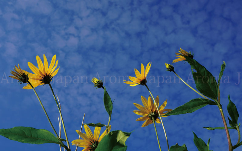 プルースト 日常生活での具体例 アロマの香り