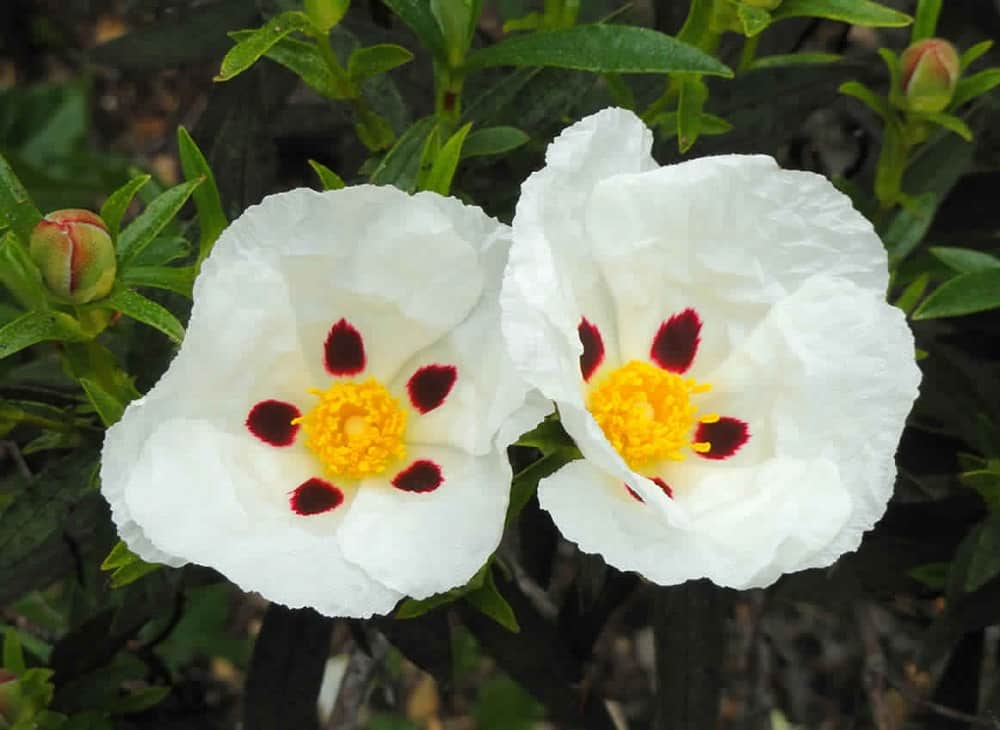 アロマ精油リスト ラブダナム