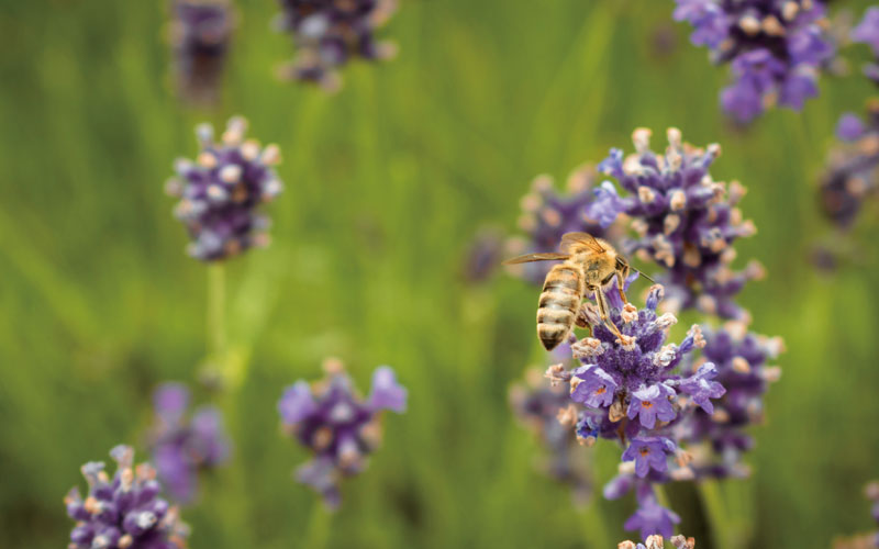 プルースト 嗅覚と脳のつながり アロマの香り