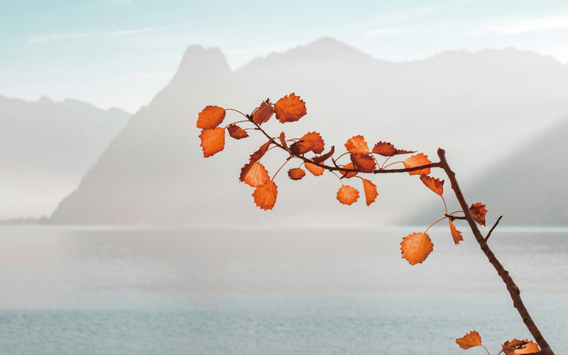 プルースト効果の課題と限界 アロマの香り