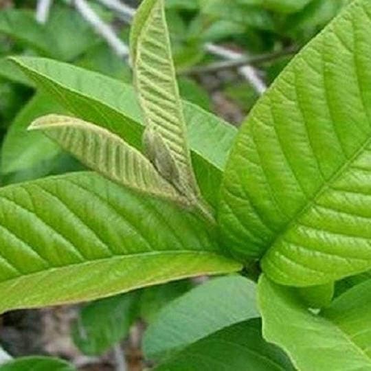 アロマオイル 精油 グアバリーフ