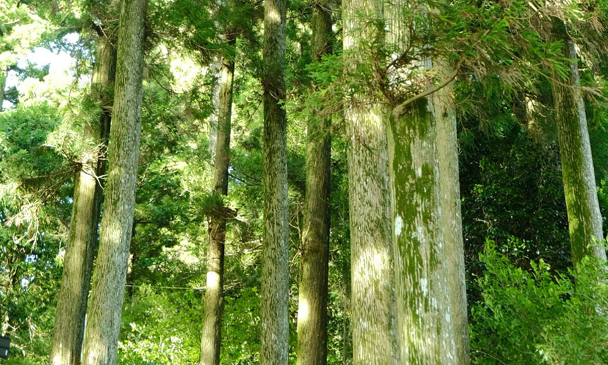 アロマオイル 精油 ヒノキ(檜)
