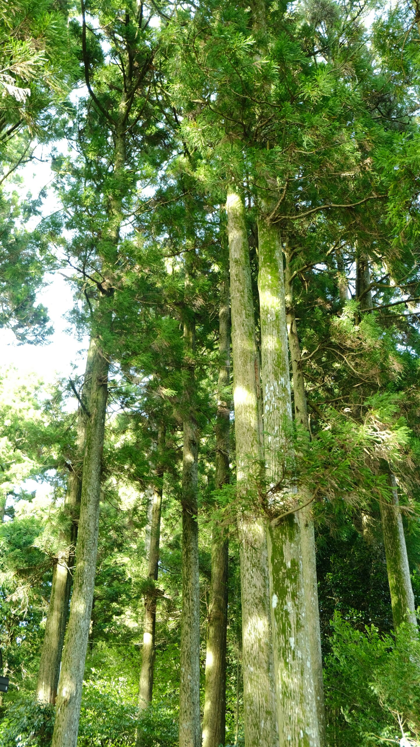 アロマ精油リスト ヒノキ　檜